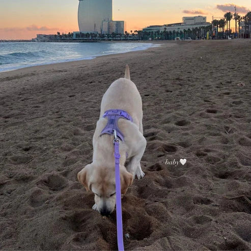 All-in-One Pet Walk Kit