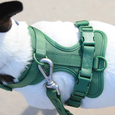 All-in-One Pet Walk Kit