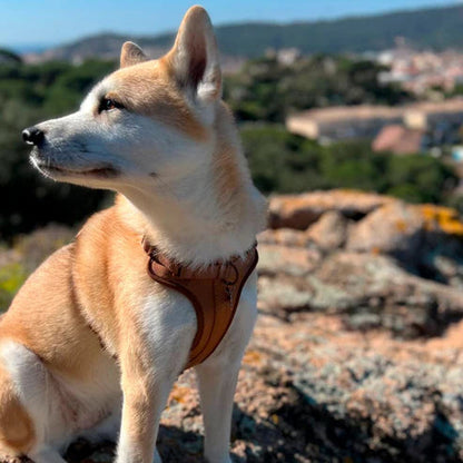 All-in-One Pet Walk Kit