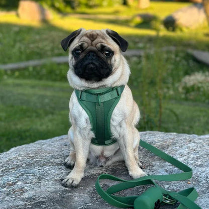 All-in-One Pet Walk Kit